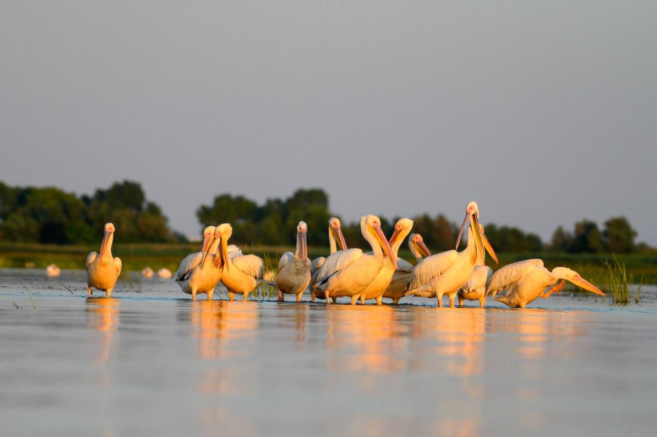 Danube Delta Hostel Homestay & Camping Сулина Экстерьер фото